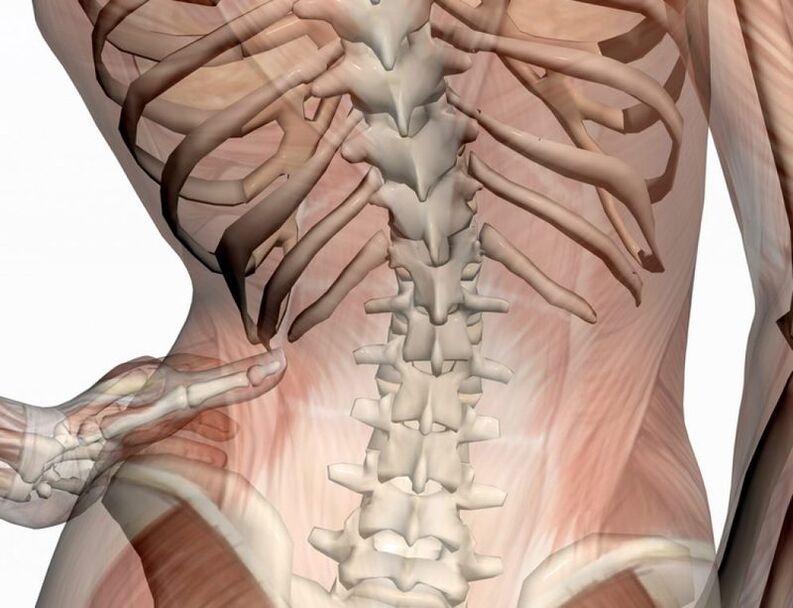 Structure of the lumbar region